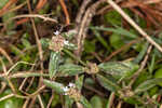 Woodland false buttonweed